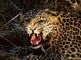 LEOPARDO